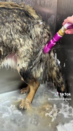 Essential Grooming Tips for German Shepherds