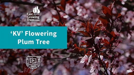 The Krauter Vesuvius Plum, or the ‘KV Plum’, is quickly growing in popularity because it has multiple seasons of head-turning color! They also produce tons of delicious cherry plums. In the spring, Krauter Vesuvius leaves emerge with a unique shade of dark purple that they keep all season. Then, hundreds of soft pink blossoms erupt all over the canopy to create a stunning display of contrasting colors. In the fall, bright red plums about the size of cherries brighten up the landscape even more. 