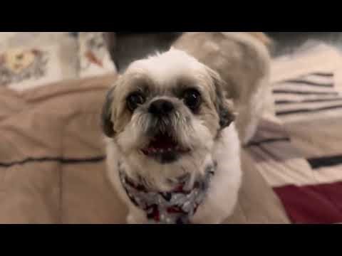 Dogs Barking Voiceover | Shih Tzu Dog Barking Sounds