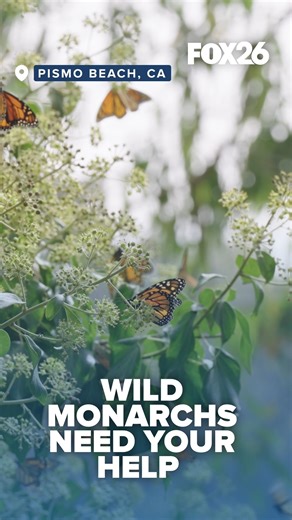 As California Biodiversity Day approaches, the California State Parks Foundation is calling on the public to observe and report sightings of western monarch butterflies. https://bit.ly/4mQzcR4 | FOX26