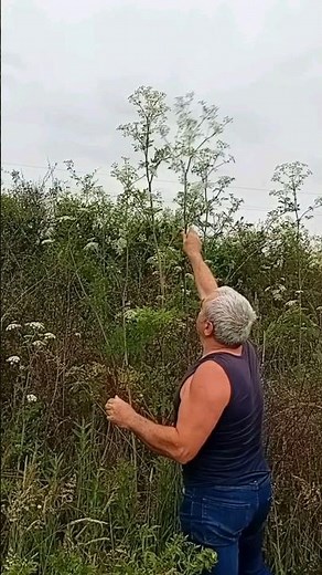Learn to distinguish hemlock 🌿☠️ What do the peculiar flowers of this poisonous plant look like? 🌿☠️
