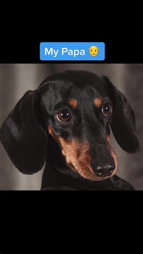 A lil bit about me 🐶 #fyp #foryou #dogsoftiktok #dog #doxledog #doxle #doxlesoftiktok #beaglemix #dachshundmix #mixedbreed #familydog #petsoftiktok #papamamaimhere #papamamaimherechallenge