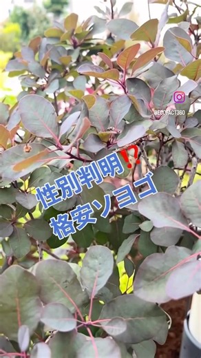 性別判明？格安ゲットのメートルソヨゴ #ガーデニング #庭作業＃庭木