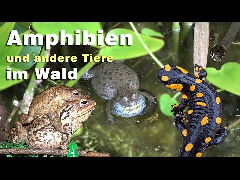 Amphibians in the forest - toads, newts, fire salamanders, frogs, toads and other animals in nature