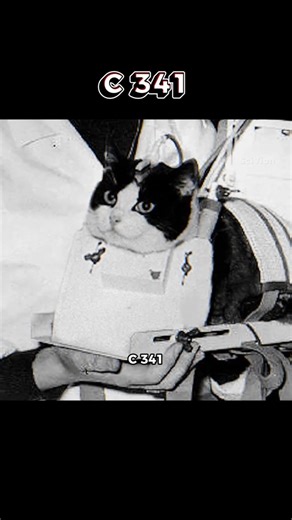 The Secret Reason Scientists Sent a Cat to Space