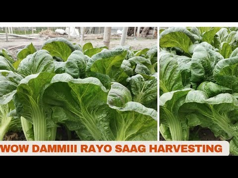 Dammi RAYO SAAG Harvesting @vegetable farming #agriculture in nepal #Marpha Mustard Harvesting