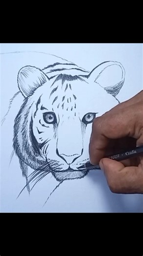 how to draw tiger pencil sketch #howtodrawtiger #pencildrawing #shortvideo