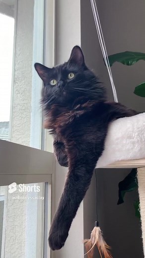 Black Cat Facts: Breeds, Traits, and Myths