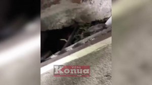 2.4K views · 51 reactions | Dog rescued after spending 23 days under...