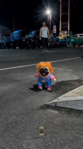 Nobody warned them #Chucky was a #pug. 😭🔪 #halloween