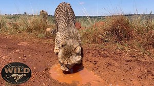 80K views · 732 reactions | Cheetahs that comes from captivity and...