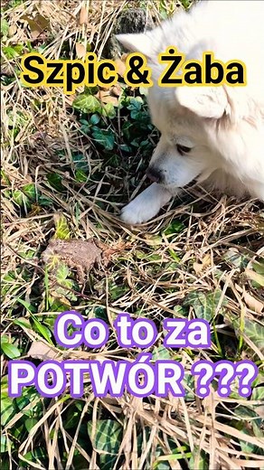 🐾 Mój bojowy pies, Szpic kontra Żaba ;)