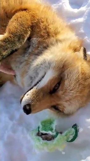 Have you heard of Finnegan Fox?