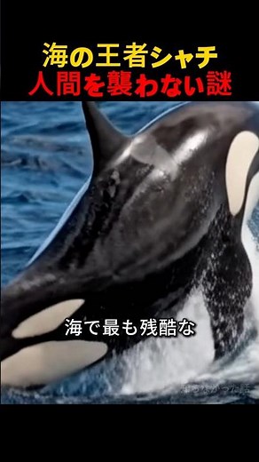 海の王者シャチ, 人間を襲わない謎