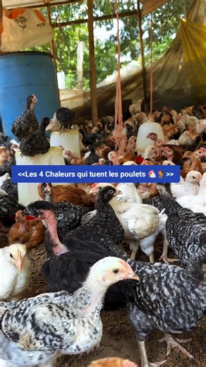 Les 4 chaleurs qui tuent les poulets — élevage Goliath Sénégal
