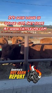 Hot Barn Report on Reels