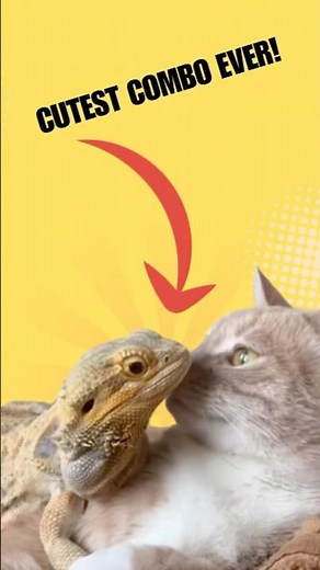 Top 5 Most Unlikely Animal Friendships