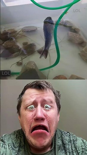 It seems my aquarium fish drowned 🐟❓