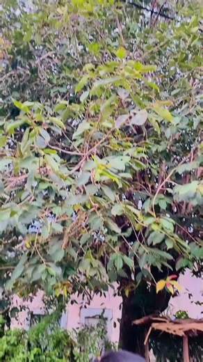 Sarah cœur ❤️🔐💍 (@sarah.cur470)’s videos with son original - Colombe Merveille Officielle