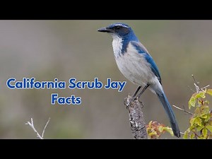 Why the California Scrub Jay is One of Nature’s Smartest Birds