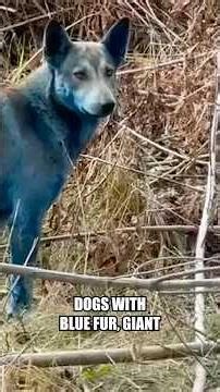 Unexplained Sightings Filmed in Chernobyl