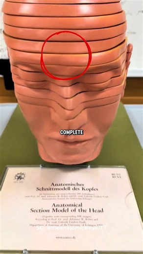 This 3D Head Model Reveals the Human Anatomy!