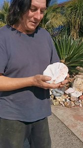 Taking 100million years to form, opal fossils from Coober Pedy are not only breathtaking but completely and utterly fascinating #crystalworld #crystals #crystalshop #crystaltok #fossil #opal #belemnite #naturalhistory #marinelife #squid #geology | Crystal World Exhibition Centre