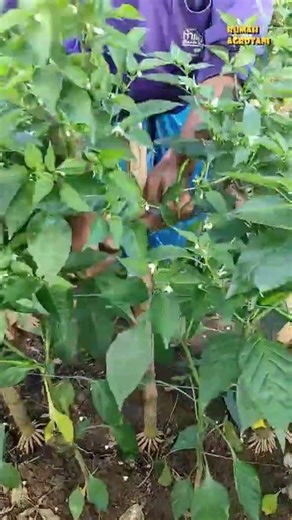 Corn stalks function as stakes, intercropping corn and chilies