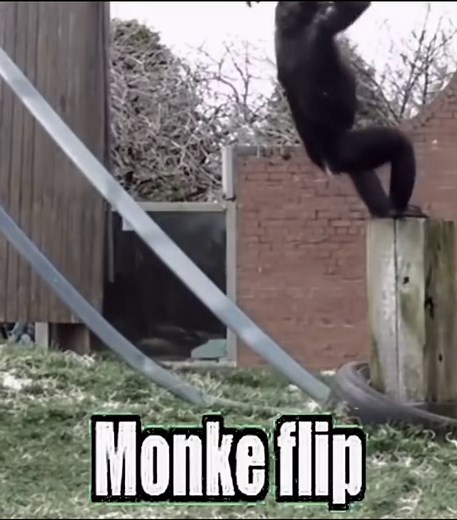 Monke Memes 🦍 SharpDressedMonkey on Instagram: "Monke flip 🦍 Join the fastest growing monke community. Follow @sharpdressedmonkey 🦍 For credit/removal, please email: sharpdressedmonkey@gmail.com I am happy to answer any questions you have 😎 #monke #monkey #viral #follow #reels"