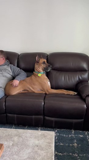 When Uncle Shane visits all manners & commands are forgotten! #Scooby #ScoobyDoo #GreatDane #furbaby #TheRealScoobyDoo #fyp #dogsoftiktok #dogtok #dog #greatdanesoftiktok #UncleShane