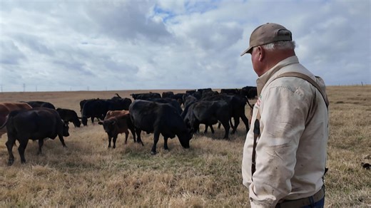 How inflation is driving up the cost of beef for ranchers, restaurants and consumers