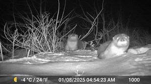 River otters are very social animals and typically found in groups rather than alone. Body language is one way otters communicate. As you can see, the two in the back are being more cautious and waiting to see how the one in the front reacts to the trail camera at Occoquan Bay National Wildlife Refuge in Virginia. 📸USFWS Video description: Three river otters come out from the water and move in the snow towards the camera. The otter closest to the camera checks it out while the two behind it sta
