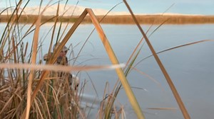 Large mature swan split off from its mate and deeked right into two qty WrungNeck Motion kits in a miniature tundra scheme. #decoys #swans #motiondecoys | WrungNeck Decoys