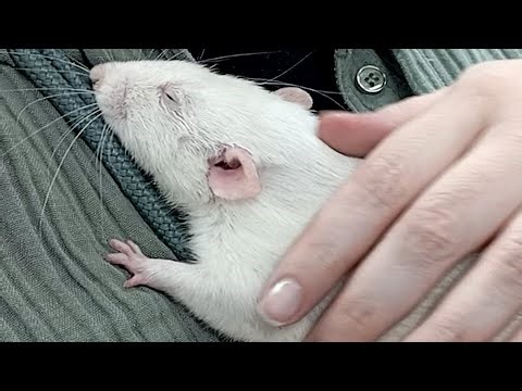 Rescue rat loves to cuddle with humans