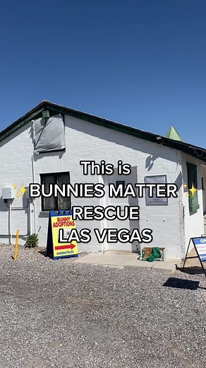 Bunnies Matter Rescue: Adopting Cute Bunnies in Vegas