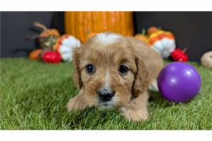 Willow - Cavapoo Puppy CFF3EB