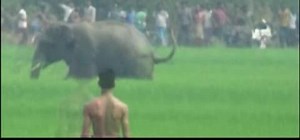 Inde: un éléphant tue un homme en le piétinant