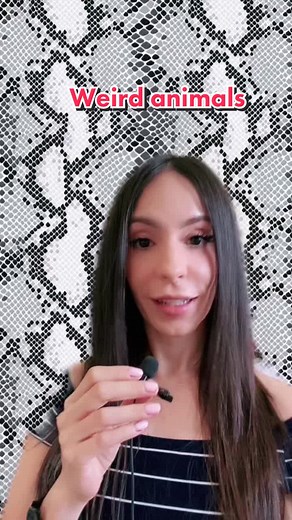How to Pronounce Aye Aye | Weird Animals TikTok