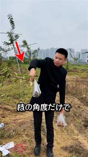 リンゴの枝に重りをつける理由