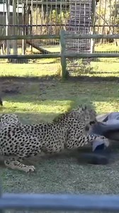 Am so talented 🤣🤣🤣🤣Follow my page Ba Nature | Ba Nature