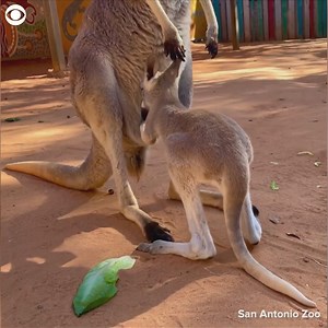 21K views · 390 reactions | TRY, TRY AGAIN: Poseidon the baby kangaroo had a little trouble getting back into his mom's pouch at the San Antonio Zoo on Thursday. The zoo said the 6-and-a-half-month-old has a harder time fitting into the pouch as he grows and will leave the pouch for good around 8 or 9 months old. | Cleveland 19 News | Facebook