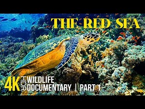 Amazing Red Sea 8K HDR | Deep Dive into the Underwater World of Corals & Marine Life - Part 1