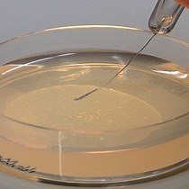 Video: Antibody Staining in C. Elegans Using "Freeze-Cracking"