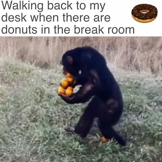 Walking back to my desk when there are donuts in the break room