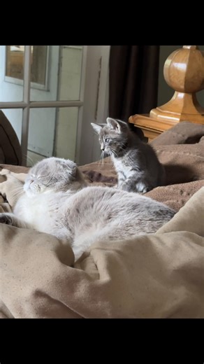 When you’re petty and under a pound. #fosterkittens #adoptdontshop #rescuecats #kittensoftiktok ##plambeachpurrs