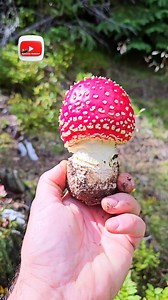 328K views · 3.1K reactions | Amanita Muscaria – o ciupercă spectaculoasă! ✨  Ce știți despre ea? Este comestibilă? Cum se numește la voi în zonă?  #amanitamuscaria #ciuperci #muntiiapuseni #apuseni #natură #viatralatara #apuseniisalbatici | APUSENII SĂLBATICI | Facebook