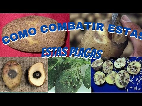 The 4 most common potato pests and diseases///how to combat them