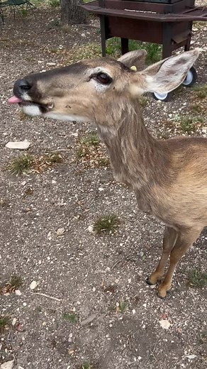 Worlds largest tick 😵‍💫🪳#tick #fyp #fypage #texas #whitetaildeer #huntingranch #ranching #peanu