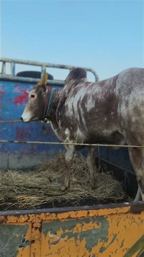 💣👿⚡#அப்பு #appugroups #jallikattu