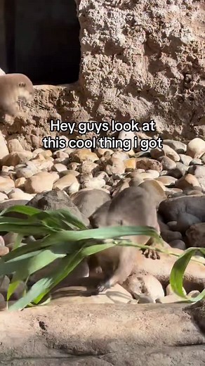 Our otter found the world’s biggest souvenir, showed it to us, and then immediately took it home 😂 #otter #otters | Animal World & Snake Farm Zoo